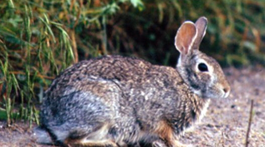 picture of cottontail rabbit